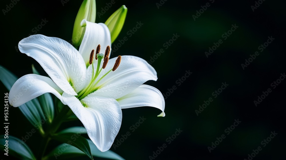 白い百合の花 白い百合の花