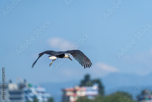 Asian Woolly-necked Stork flight over the city. The Asian Woolly-necked Stork is a striking bird with a distinctive woolly neck and black plumage. photo