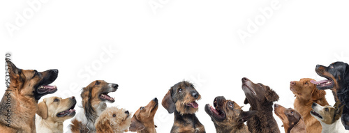 Group of happy dogs looking up