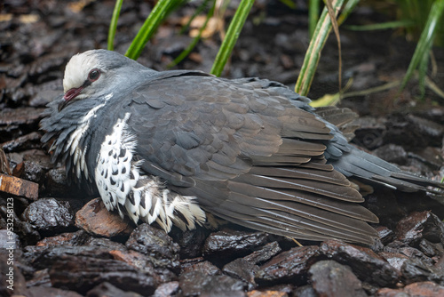 Wonga pigeon, leucosarcia melanoleuca, sits on the wet ground photo