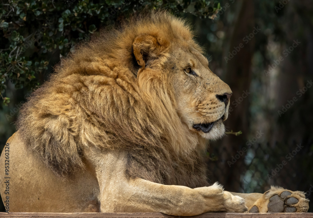 Naklejka premium The King of the Jungle and the Safari. The Male Lion relaxing on a platform