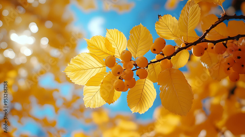 Close up of yellow leaves a...