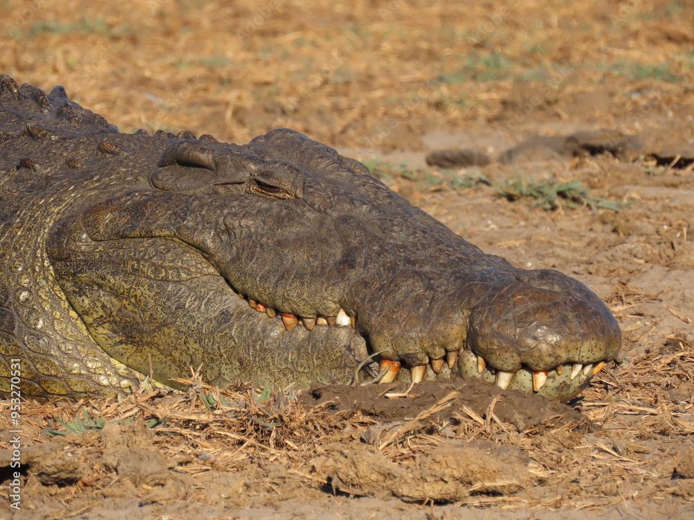 Fototapeta premium Crocodile 
