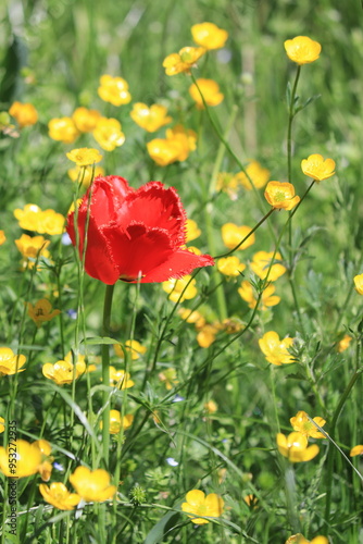 red poppies in the field