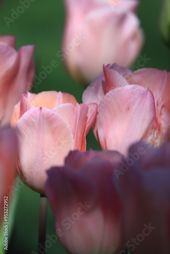 Pink tulips