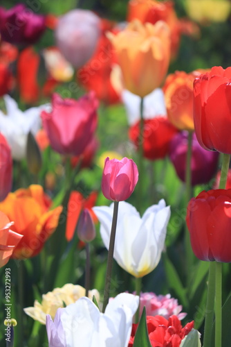 red and white tulips