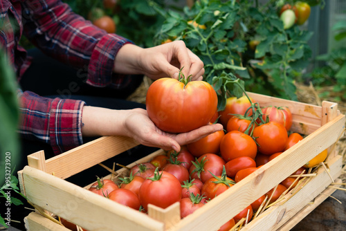 Harvest of organic tomatoes in a wooden box in the hands of a farmer, eco products, local vegetables