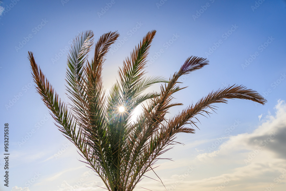 Palm through the The sun shines on the island of Corfu under a blue sky Palm through the The sun shines on the island of Corfu under a blue sky