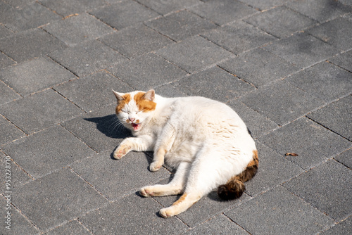 Chubby cat lying on the floor