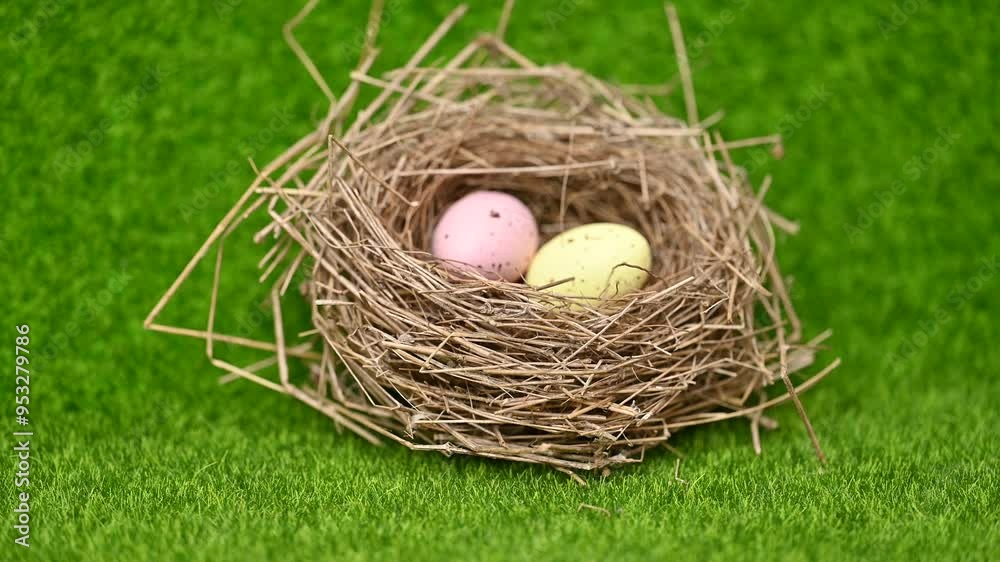bird nest on green grass