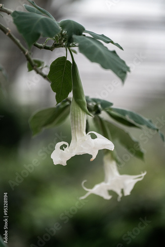 Obraz na płótnie white angel's trumpet flower blooming on tree