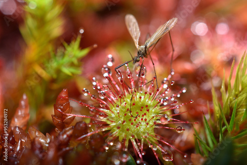 Closeup picture of the common roundleaf sundew (Drosera rotundifolia) with trapped insect, a carnivorous plant photographed in a moor in southern Germany
