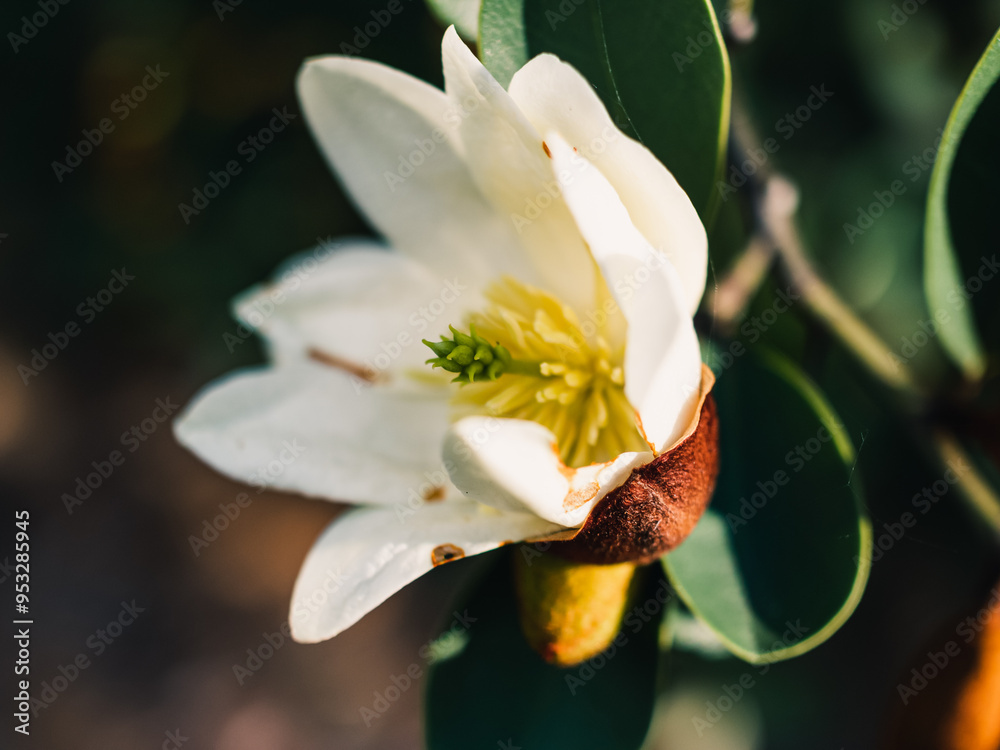 Fototapeta premium Magnolia flower