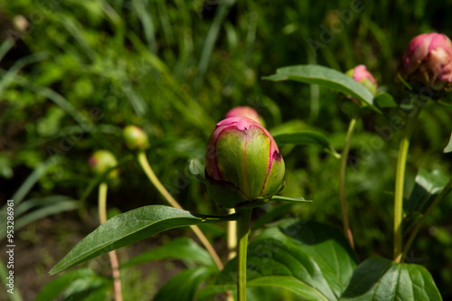 close-up: round unexpanded blossom of pale rose peony
