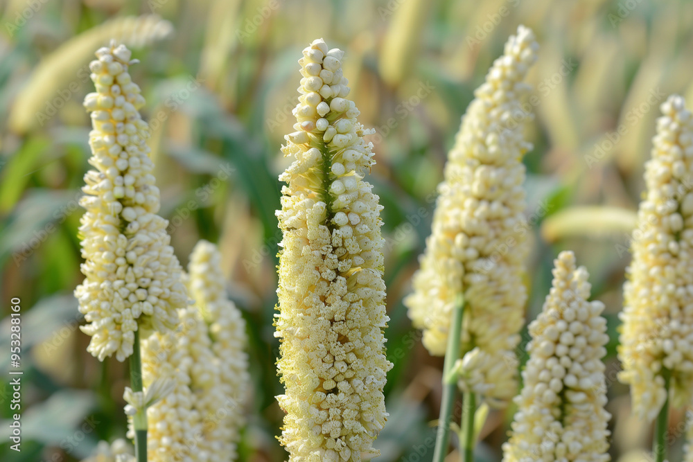 Closeup shot of Pearl Millet or Bajra Pennisetum glaucum background
Closeup shot of Pearl Millet or Bajra Pennisetum glaucum background