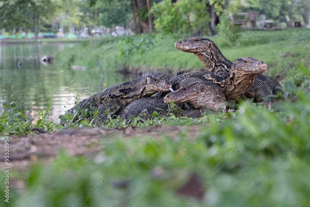 Obraz premium Together monitor lizards in Lumpini Park