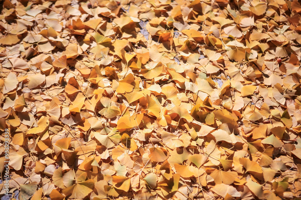 yellow ginkgo leaves fallen on the ground in autumn yellow ginkgo leaves fallen on the ground in autumn
