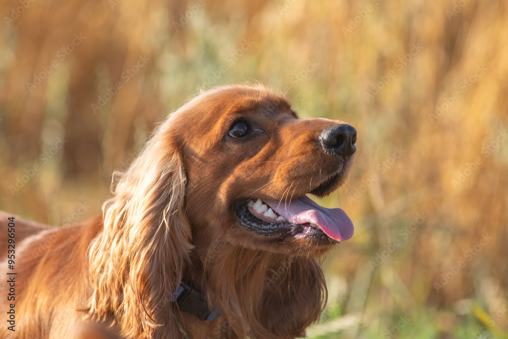 A beautiful cocker spaniel plays on the field. A beautiful cocker spaniel plays on the field.