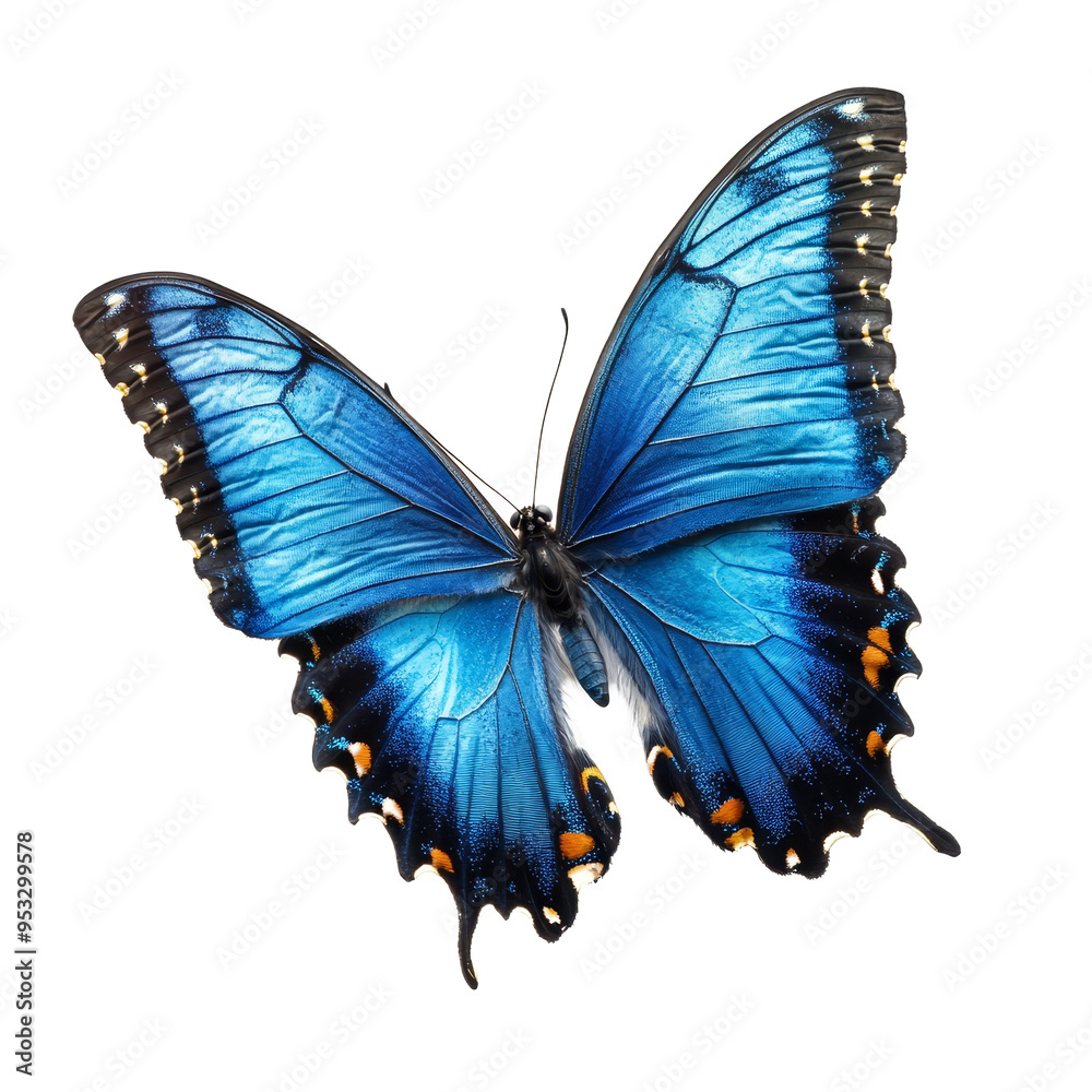 A striking blue butterfly rests elegantly against a pure PNG backdrop, highlighting its intricate wing patterns, beautiful blue butterfly on transparent background A striking blue butterfly rests elegantly against a pure PNG backdrop, highlighting its intricate wing patterns, beautiful blue butterfly on transparent background