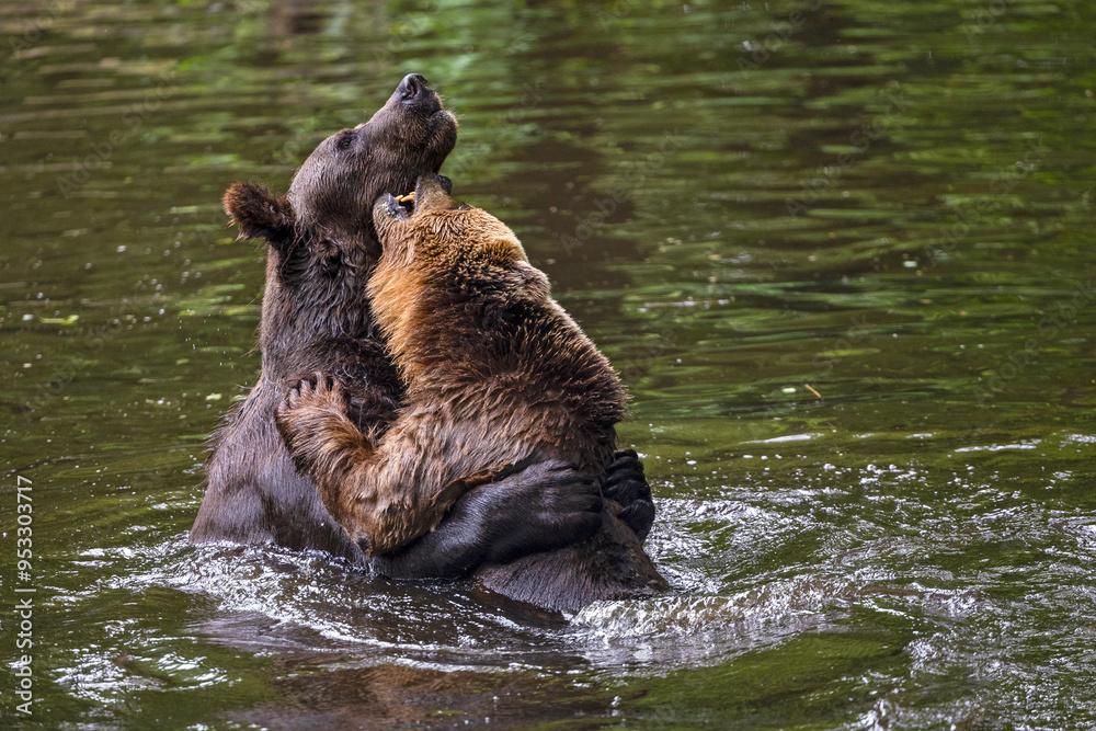 Obraz premium Two brown bear are thoroughly enjoying play-fighting in the water. Bears, animals, family, mammals, predators, freedom in captivity, fun, play, playing, water fun