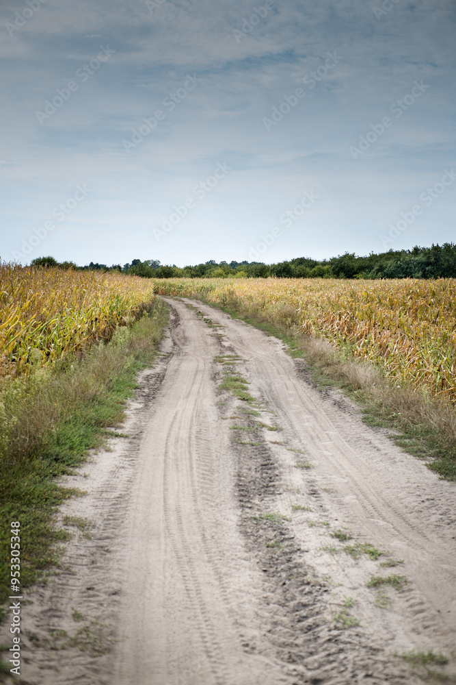 Rural landscape, road among corn fields.
Rural landscape, road among corn fields.