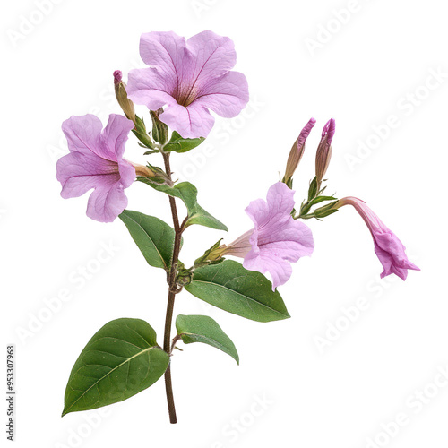  Mirabilis Jalapa object isolated on transparent png 