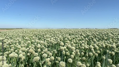 Large field of flowering onions. Onions grow in the field. The green onions plants with white bloom. Onion seeds photo