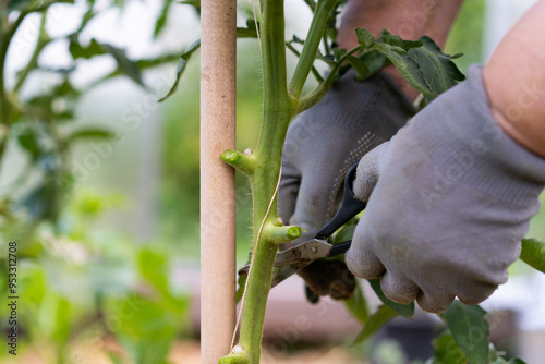 caring for vegetables in the garden, the farmer works with a pruner with scissors in the greenhouse and stepsons tomatoes, forms bushes and cuts branches, shoots and tomato bushes