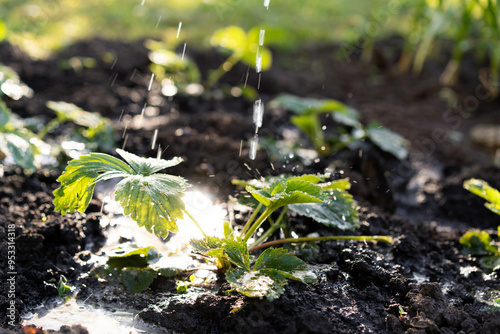 watering strawberries and caring for crops in the garden
