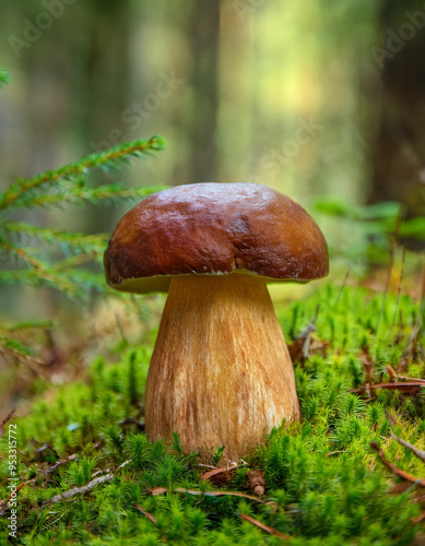 Brown mushroom growing in green forest. Autumn harvest.