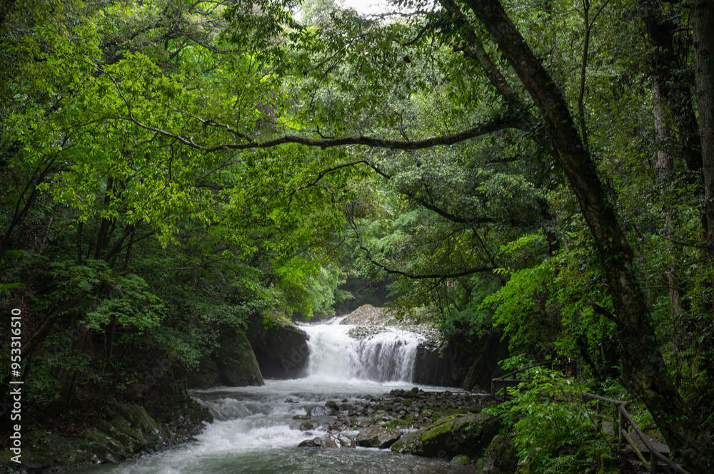 Obraz premium 河津七滝の滝