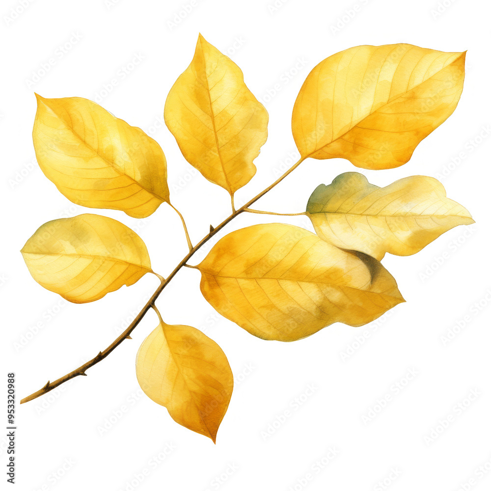 Watercolor Yellow Leaves Isolated on a Transparent Background Watercolor Yellow Leaves Isolated on a Transparent Background