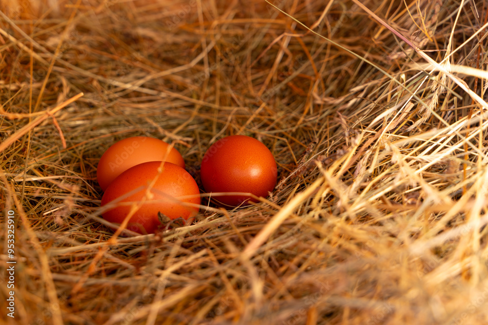 Drei braune Eier liegen im Nest aus Heu. Geringe Schärfentiefe. Drei braune Eier liegen im Nest aus Heu. Geringe Schärfentiefe.