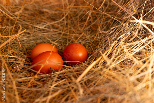 Drei braune Eier liegen im Nest aus Heu. Geringe Schärfentiefe.