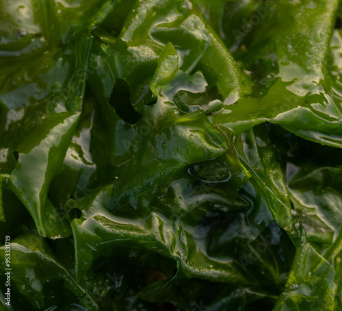 close up of seaweed on the beach 