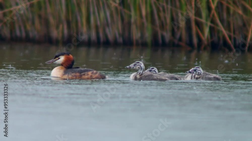 a beautiful Great Crested Grebe (Podiceps cristatus) family with young chicks swims on a reflective lake on a sunny summer morning in Magdeburg - Saxony Anhalt - Germany - Europe