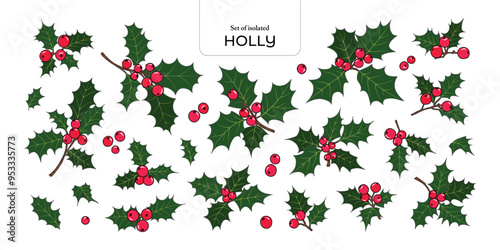 Set of isolated holly branches, red berries. Cute flower illustration in hand drawn style. Black outline with red and green colors on transparent background.
