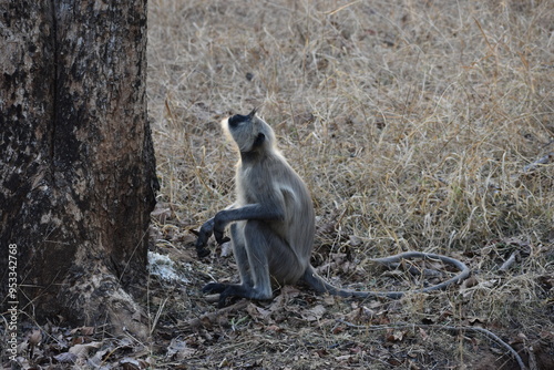 Photography A Langur monkey staring the sky