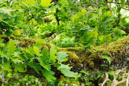 Close up of a moss-covered branch of a tree in Wistman's Wood, an ancient temperate rainforests and high-altitude oakwood in Dartmoor National Park, Devon, UK photo