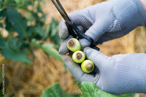 diseases of tomatoes, problems with gardening, green rotten tomatoes in the hands, vegetables affected by late blight, crop loss photo