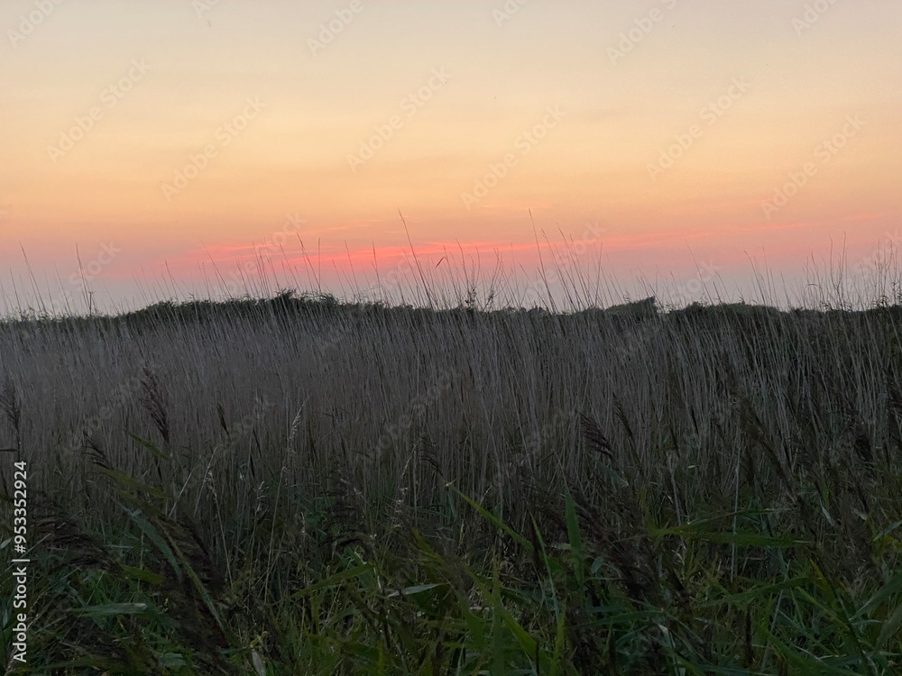 Sunset over the grass Sunset over the grass