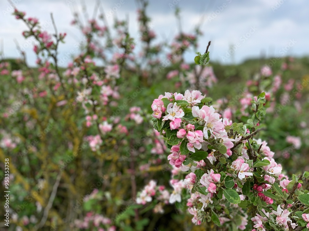 Apple Blossom Apple Blossom