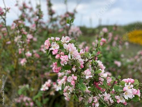 Apple Blossoms