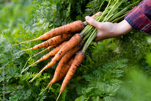 A good harvest of carrots in women's hands close-up, organic vegetables from the garden