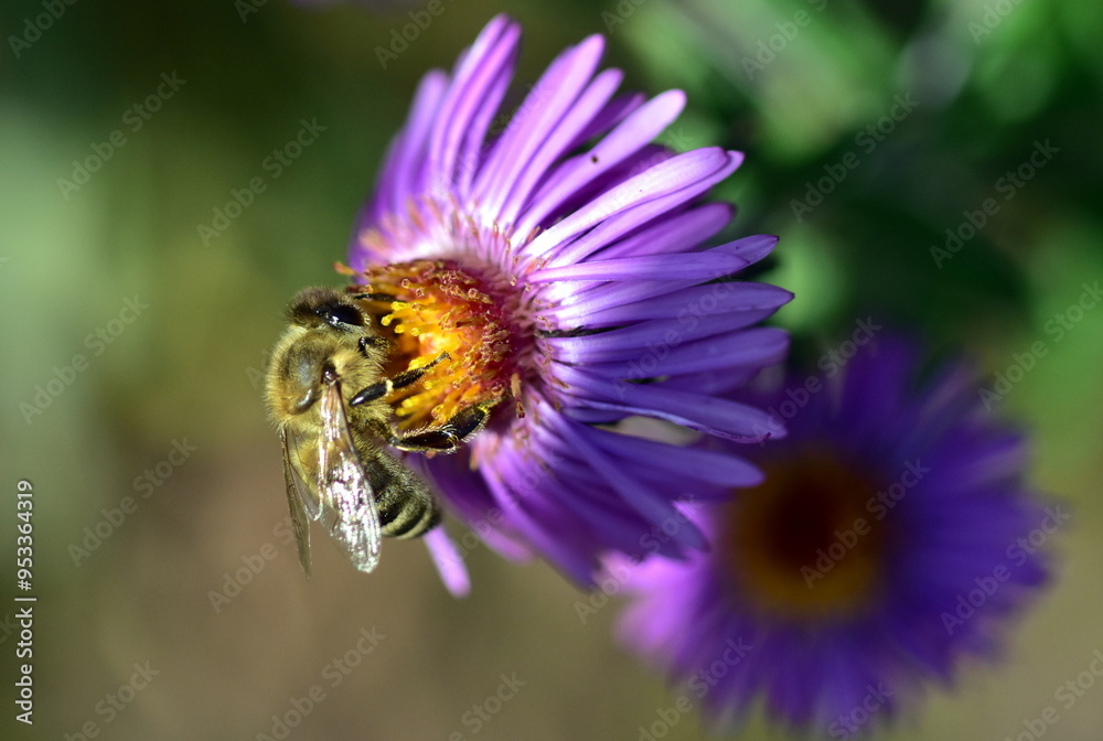 Biene auf einer Glattblatt-Aster Biene auf einer Glattblatt-Aster