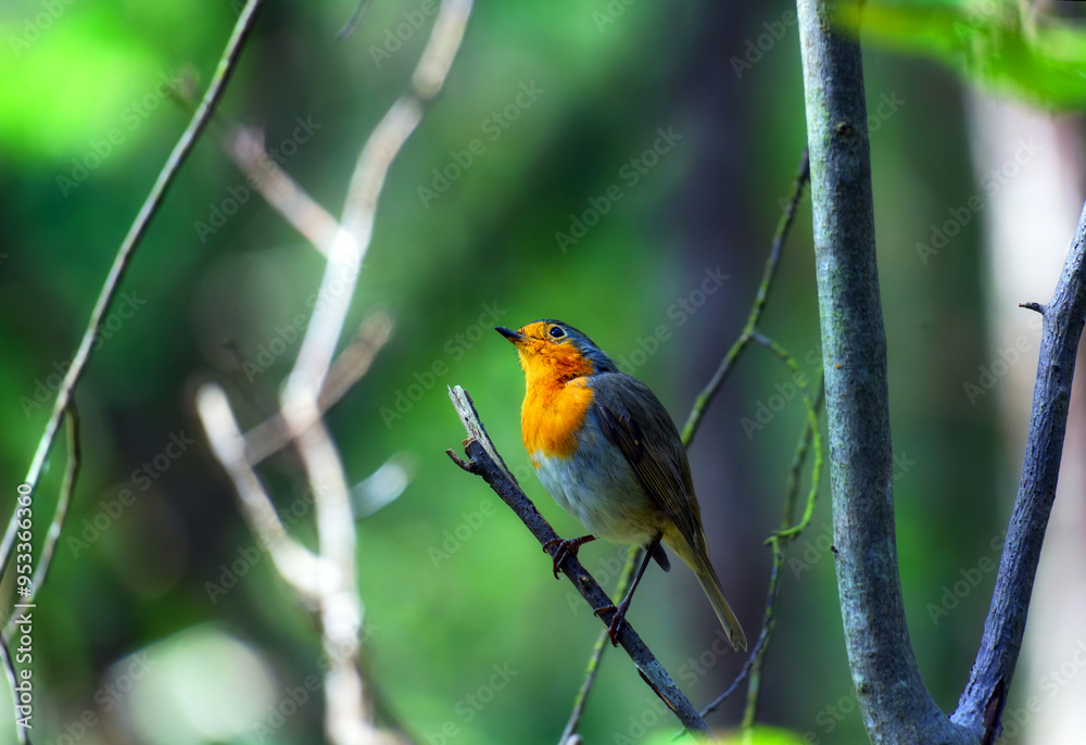 Robin in the Chanfroy plain. Fontainebleau forest Robin in the Chanfroy plain. Fontainebleau forest