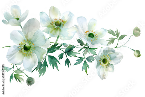 美しいアネモネ・バージニアナの花