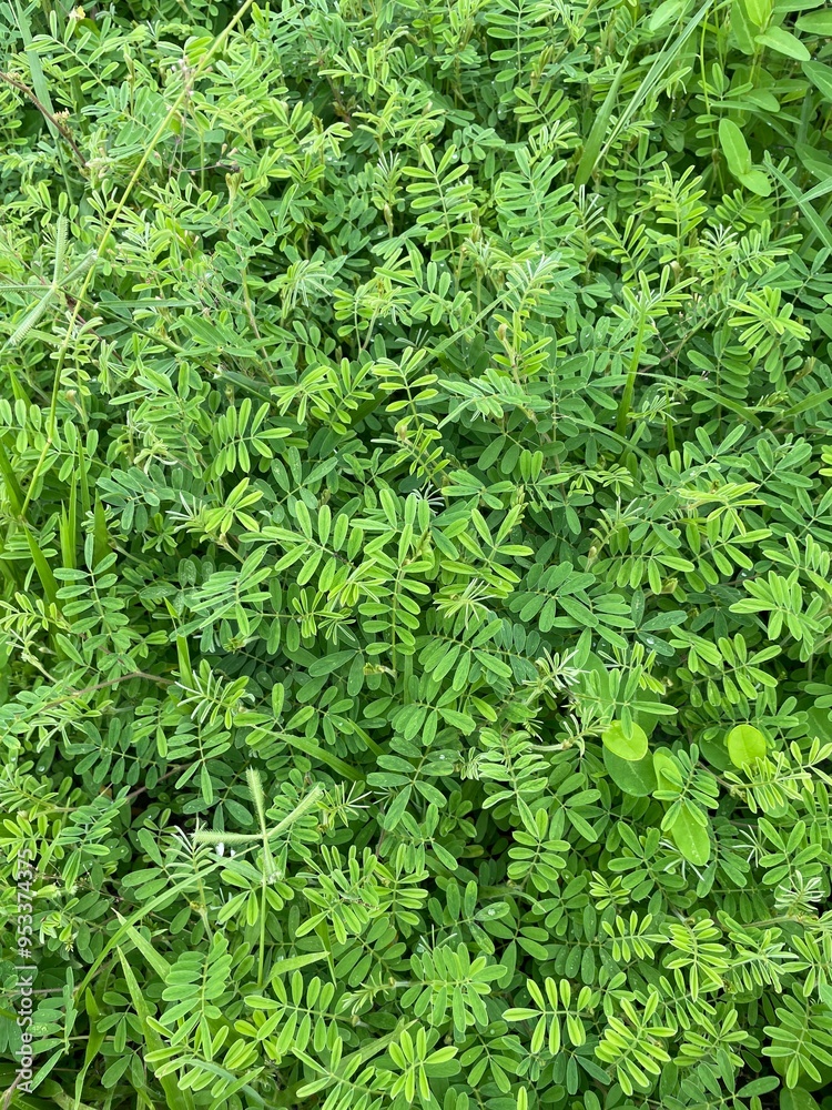 Close-up of Natural Green Plant . Green background Close-up of Natural Green Plant . Green background