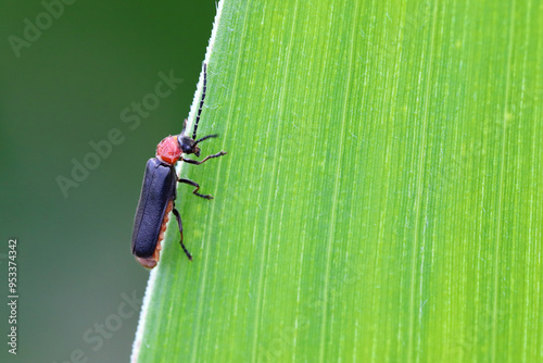 Silis, Crudosilis ruficollis is a species of soldier beetles, Cantharidae native to Europe. A predatory insect on a green leaf. photo