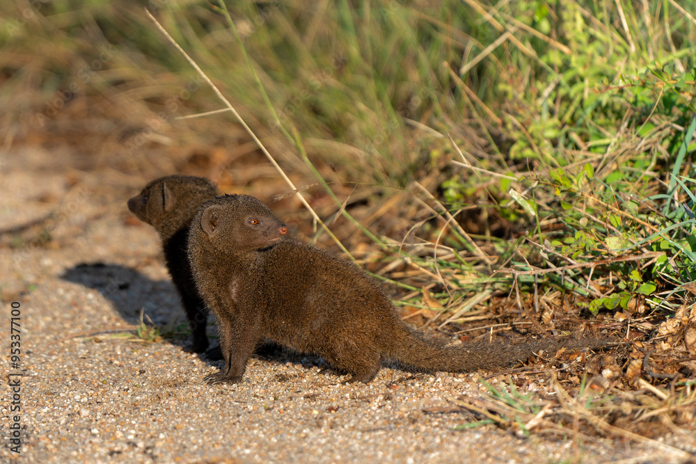 Common dwarf mongoose (Helogale parvula) searching for food in the Kruger National Park in South Africa Common dwarf mongoose (Helogale parvula) searching for food in the Kruger National Park in South Africa